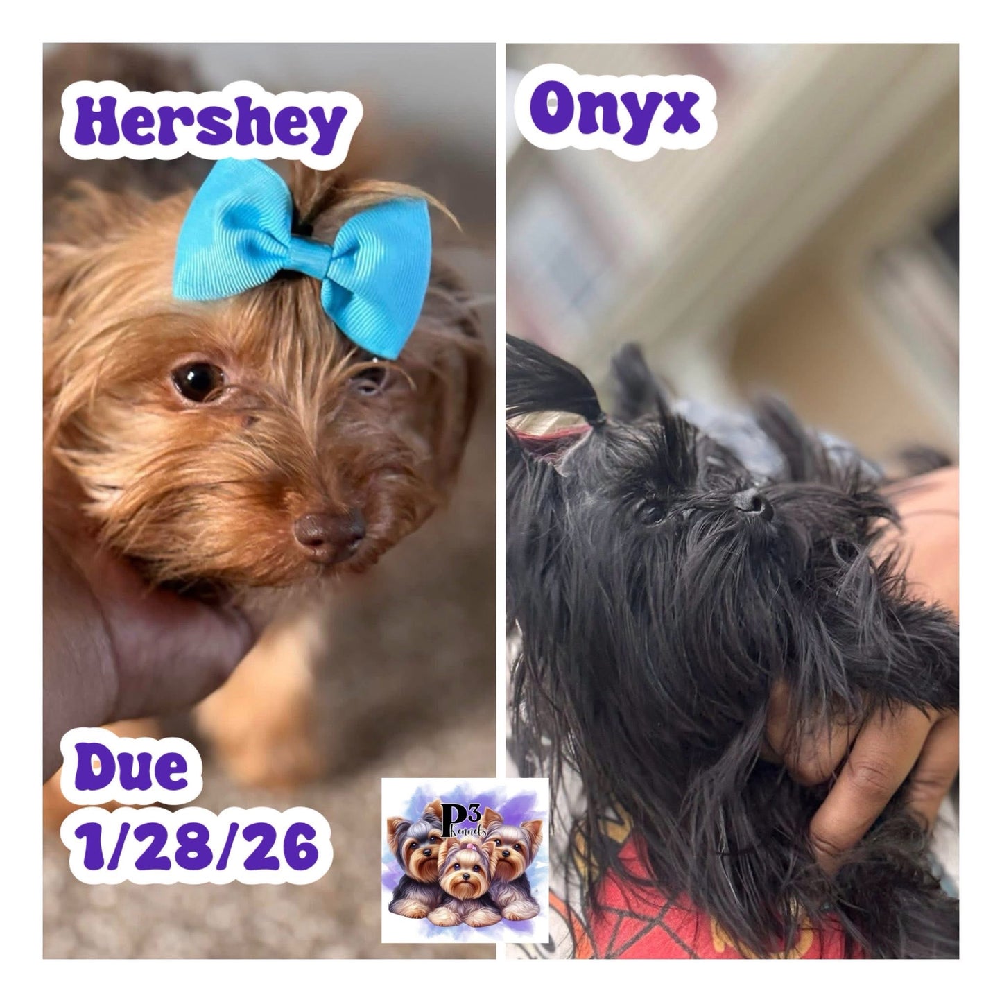 Traditional Micro Boy