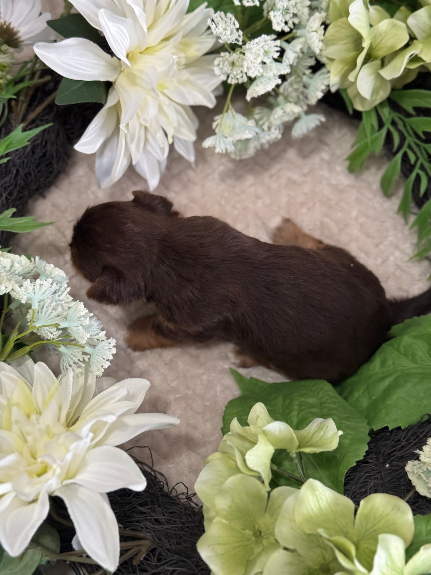 Chocolate Drop $2500