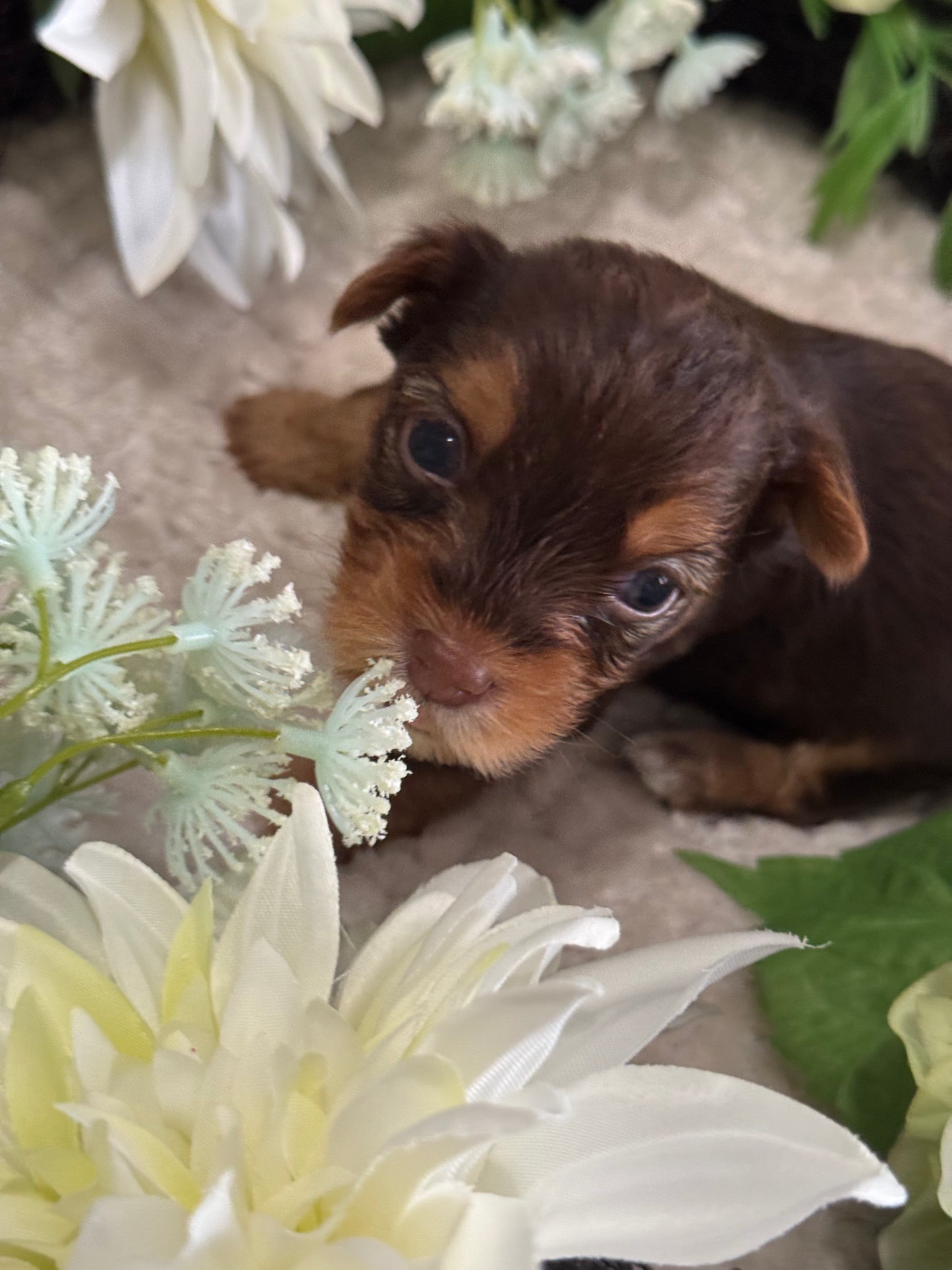 Chocolate Drop $2500