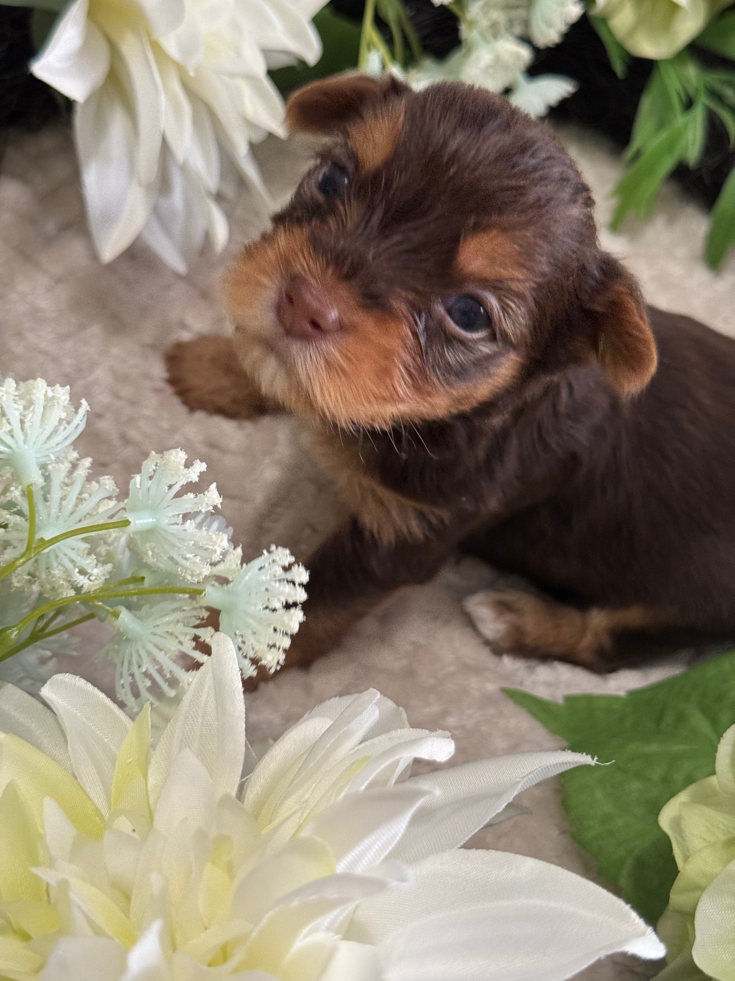 Chocolate Drop $2500