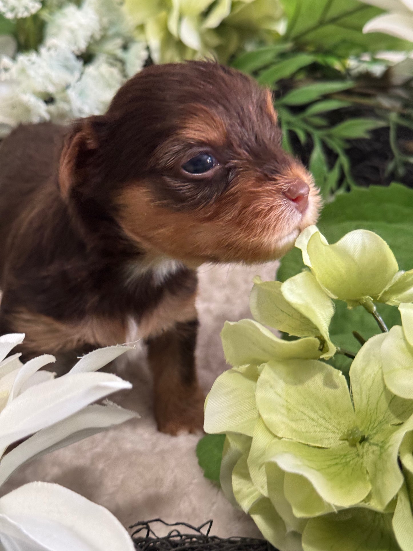 Chocolate Drop $2500