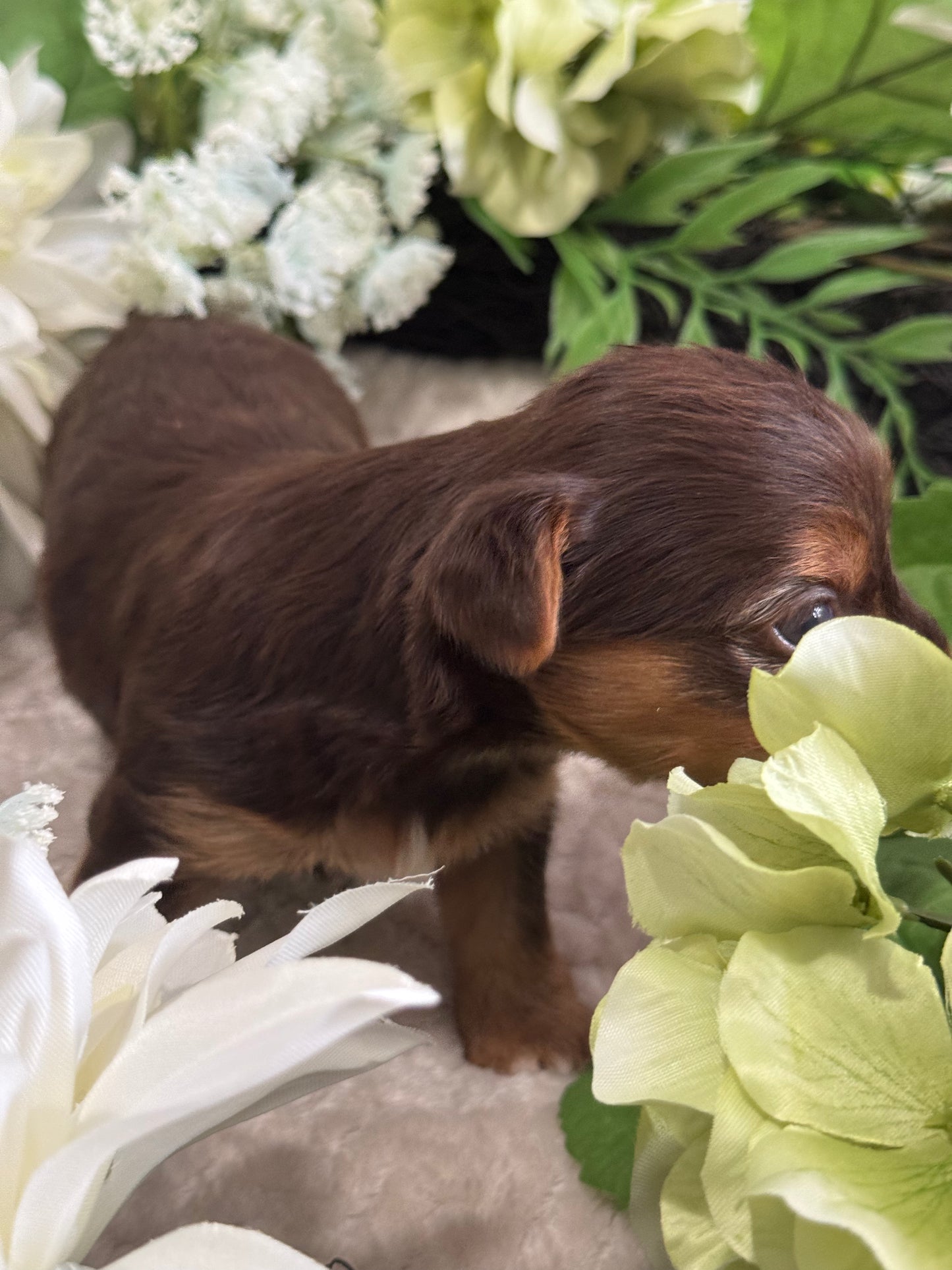 Chocolate Drop $2500