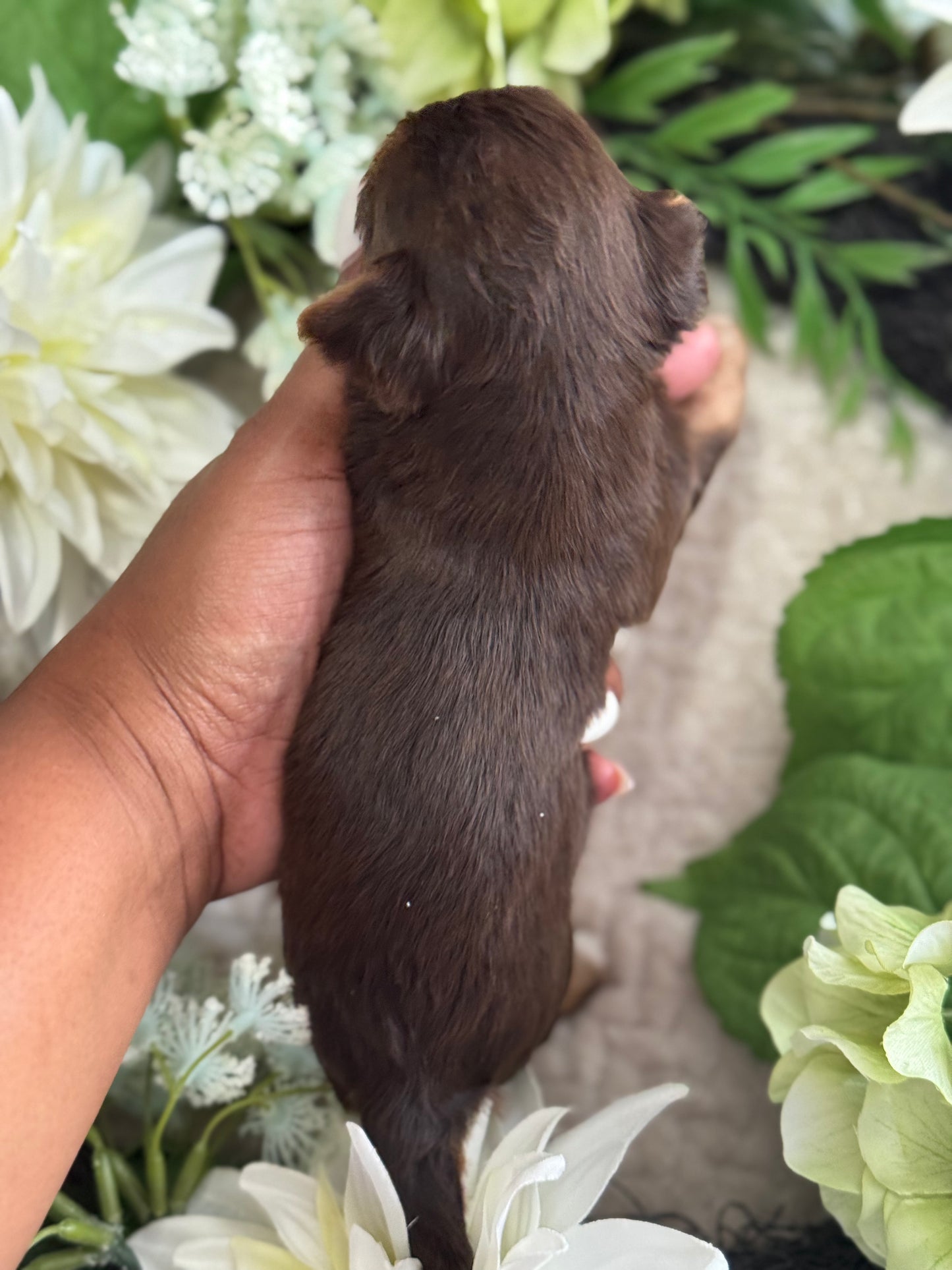 Chocolate Drop $2500