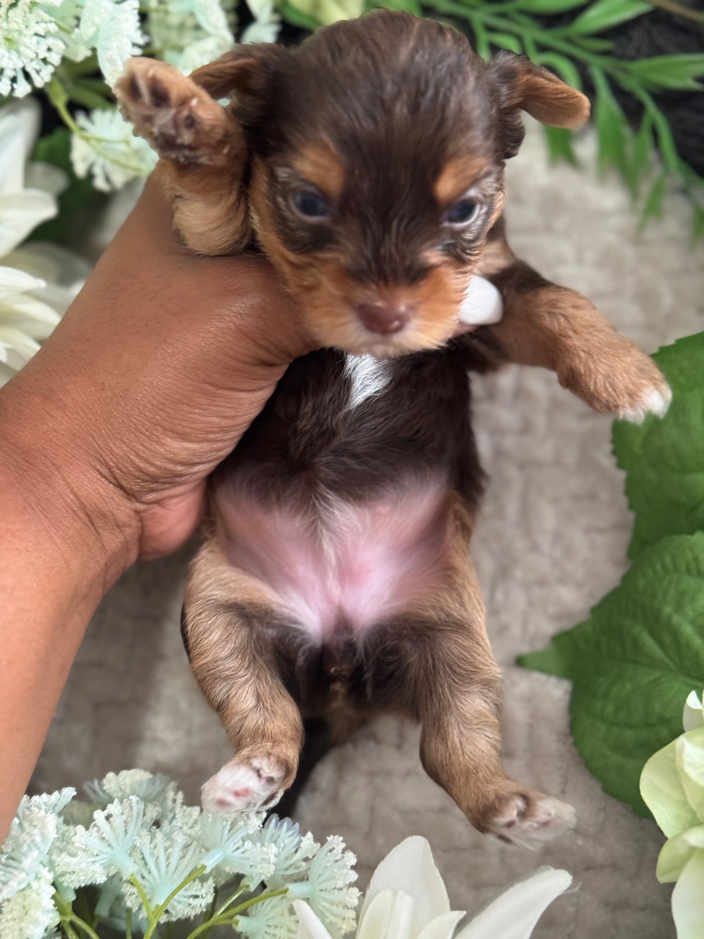 Chocolate Drop $2500