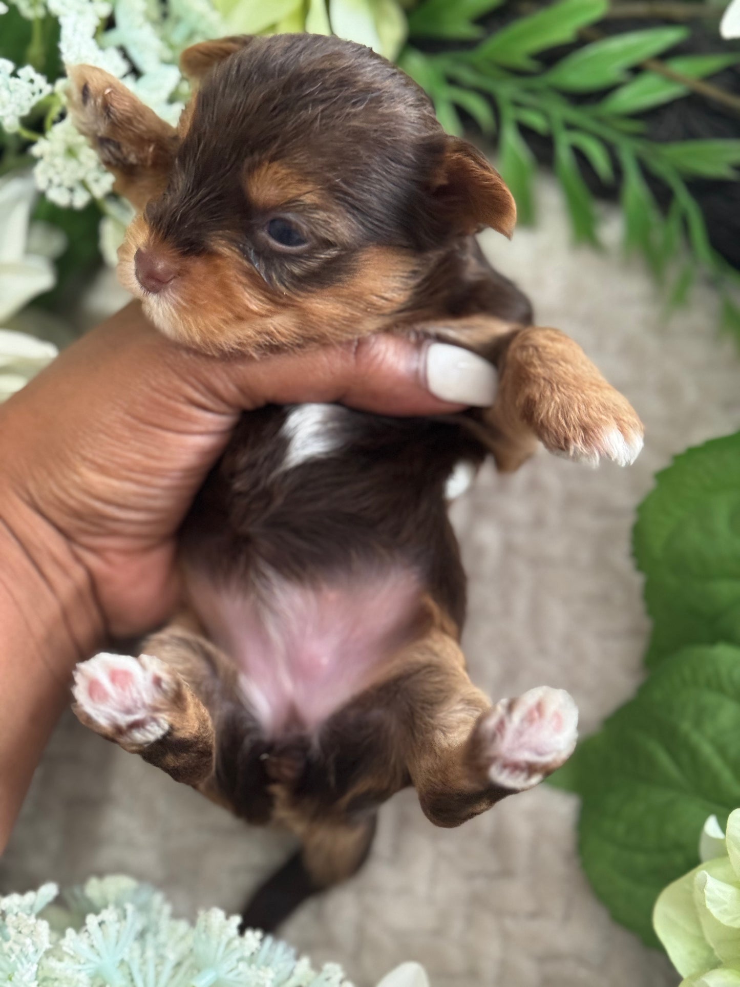 Chocolate Drop $2500