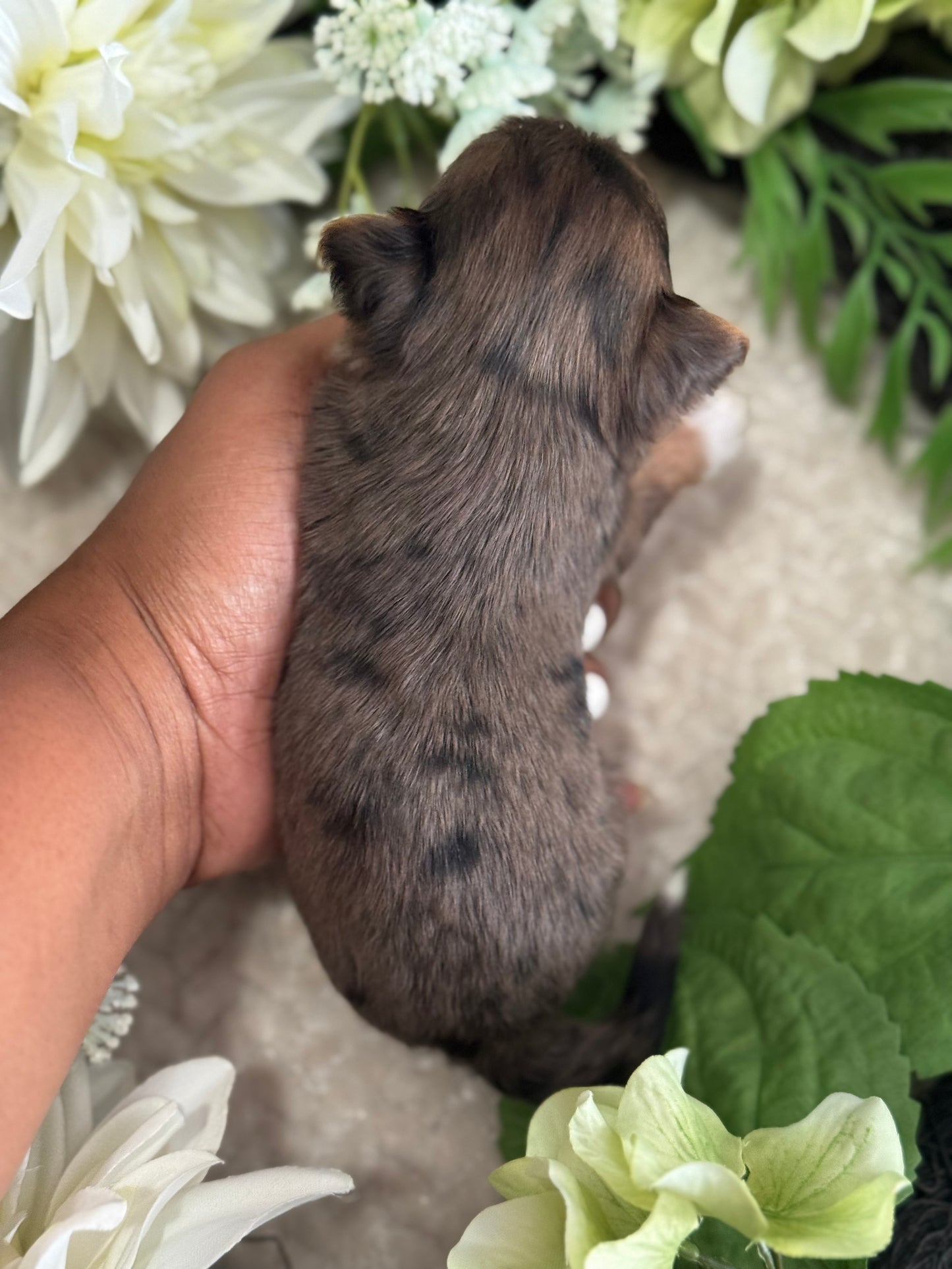 Pebbles $3000