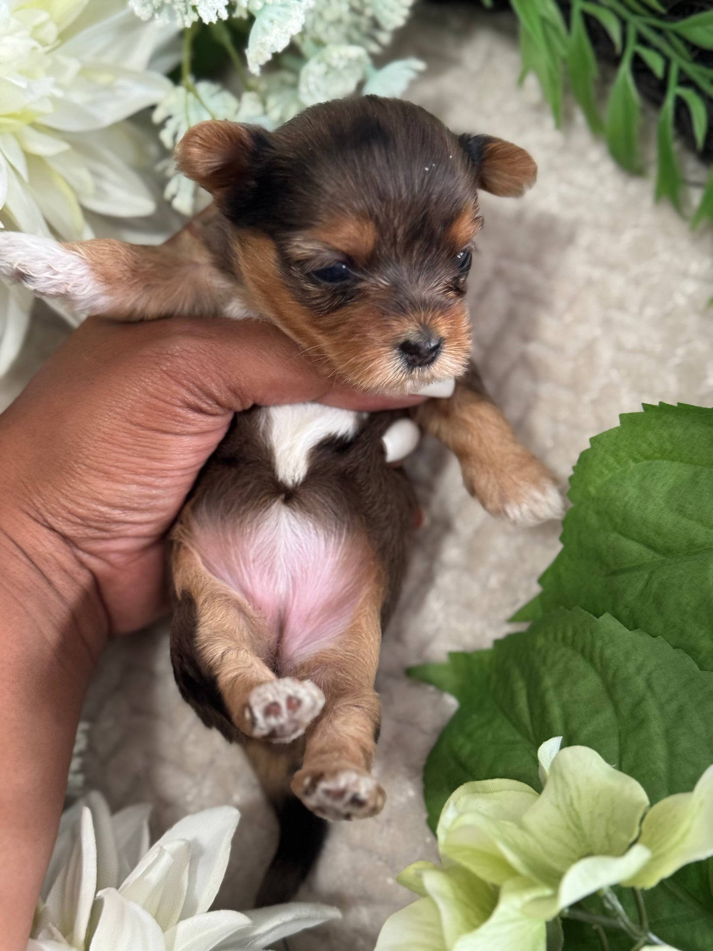 Pebbles $3000