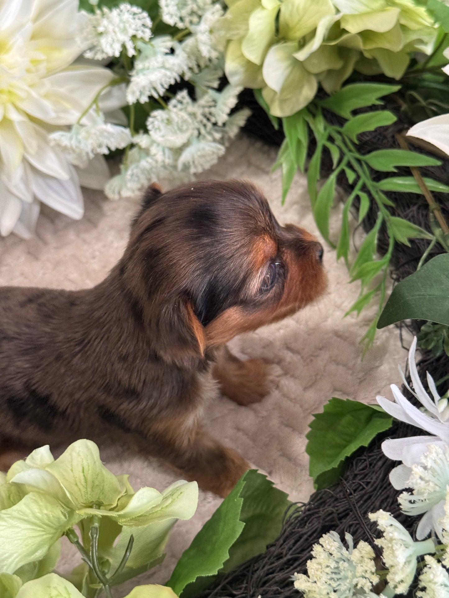 Pebbles $3000