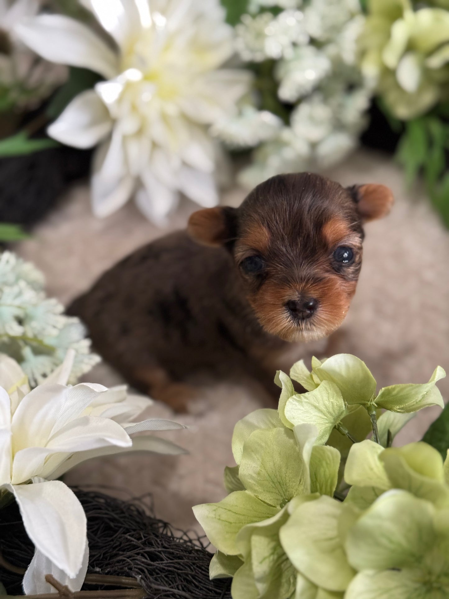 Pebbles $3000