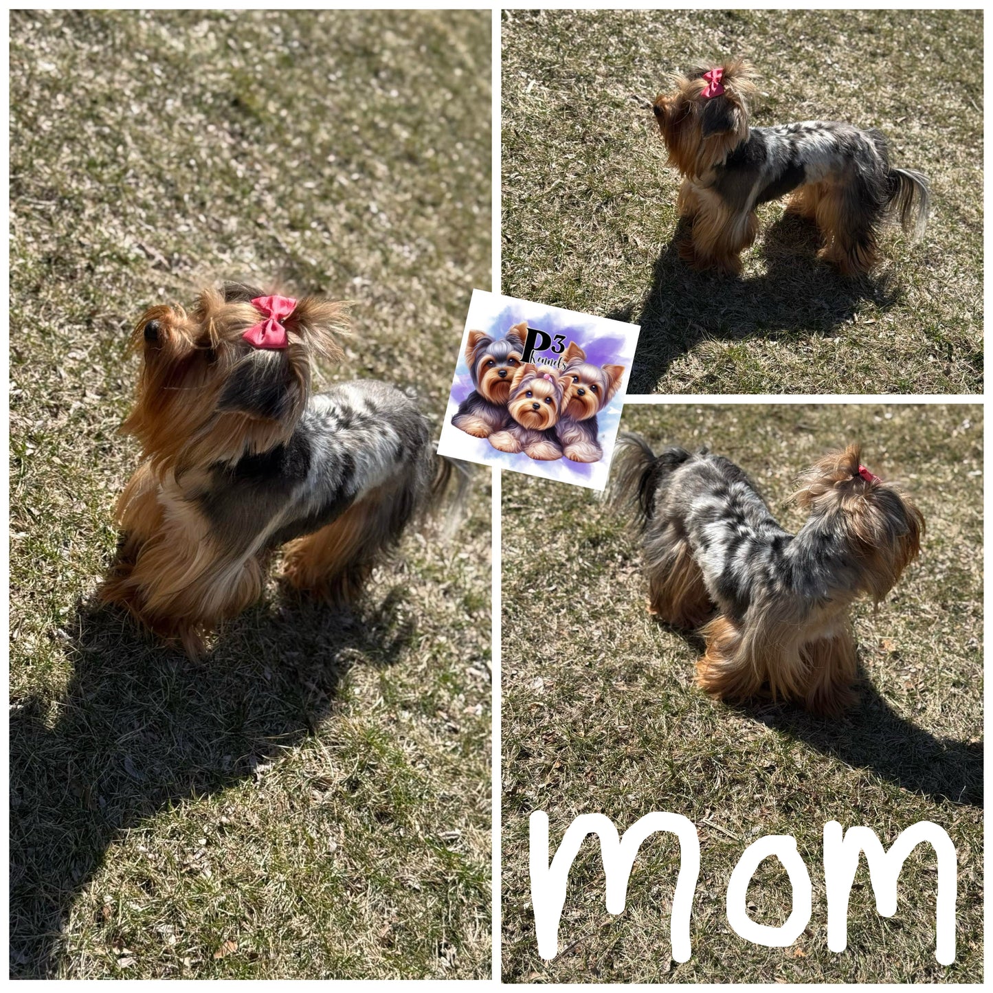Pebbles $3000