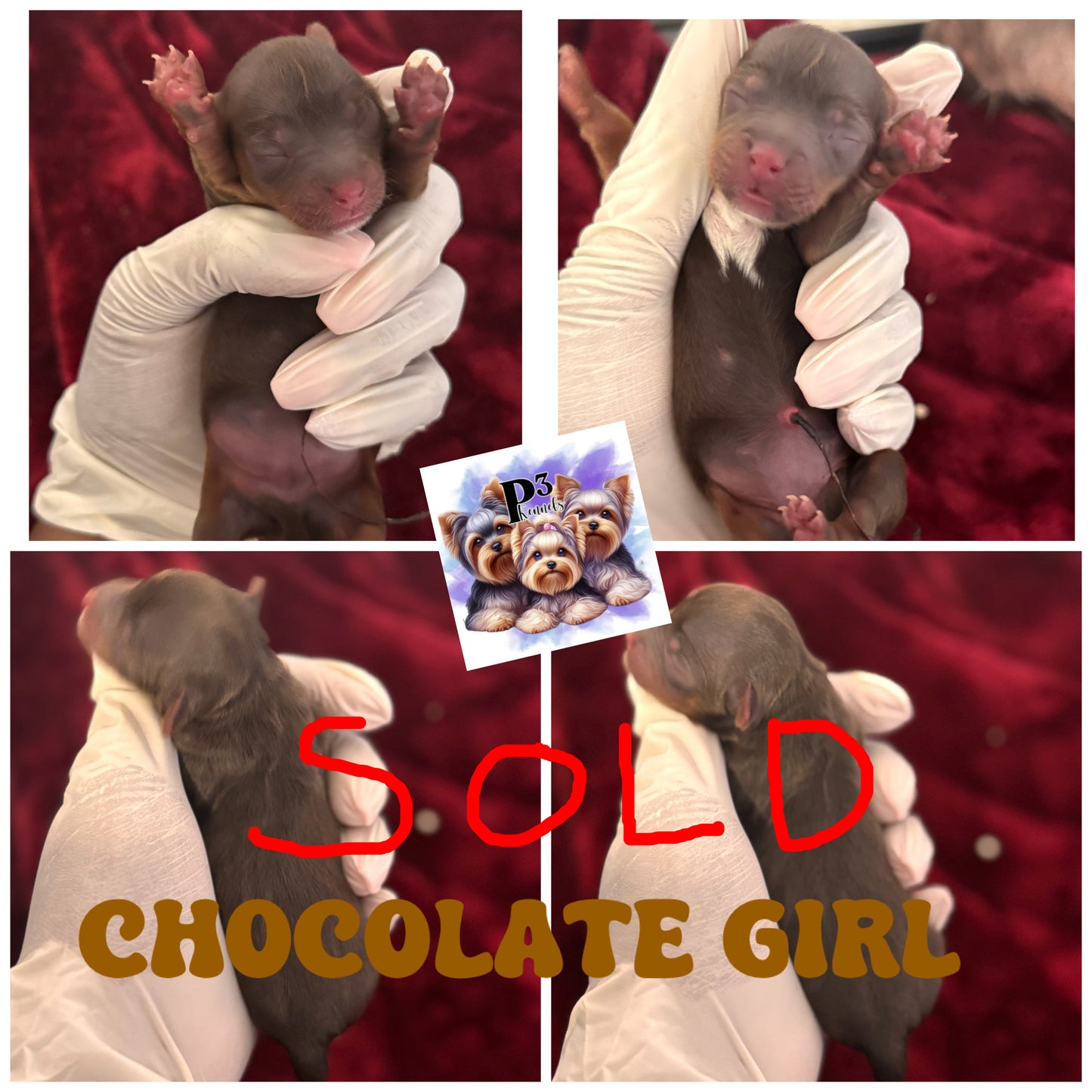 Lady $2500(SOLD OUT)