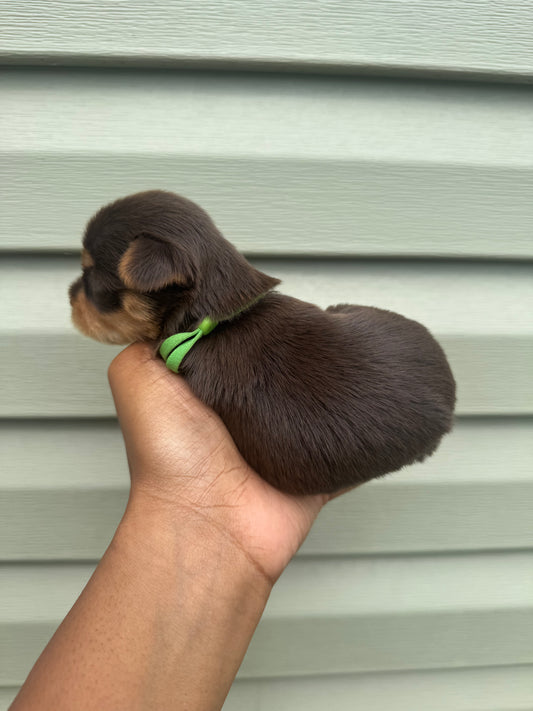Green Boy