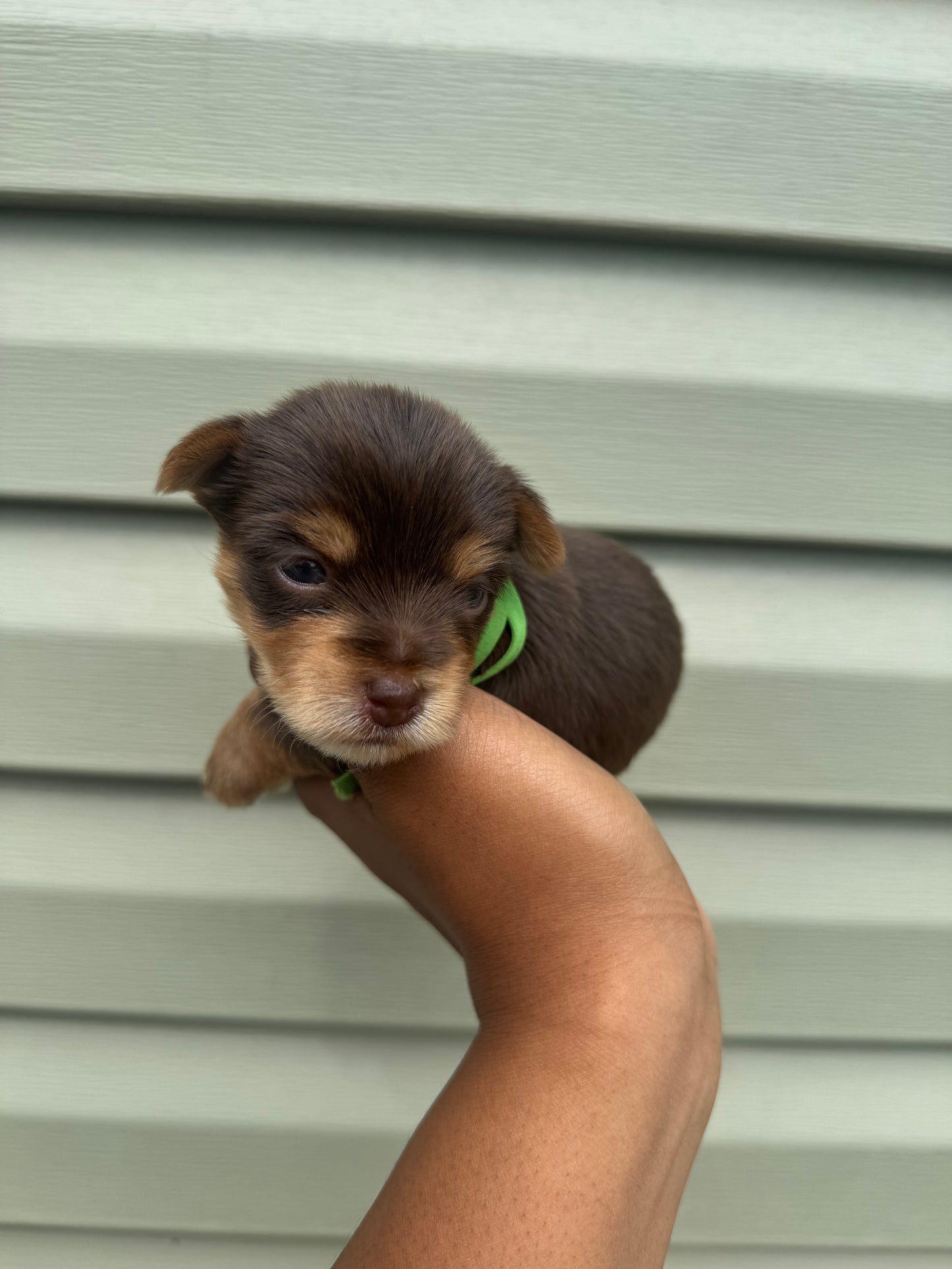 Green Boy