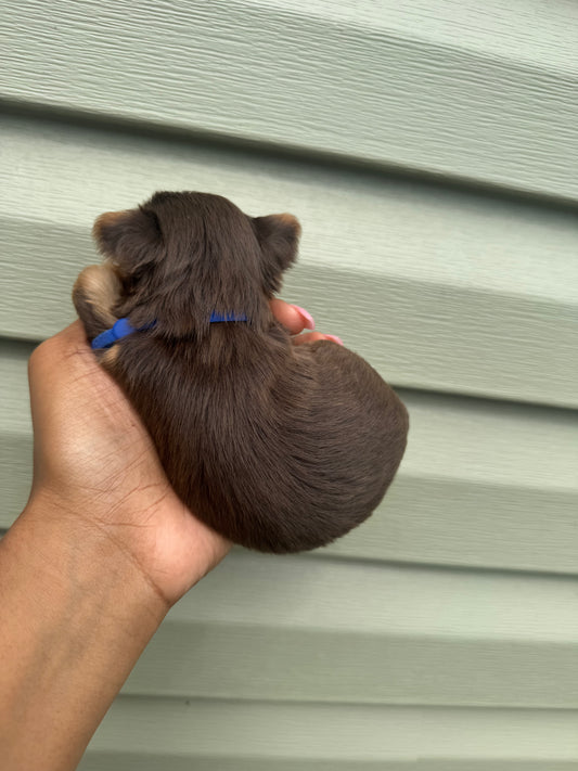 Blue Boy