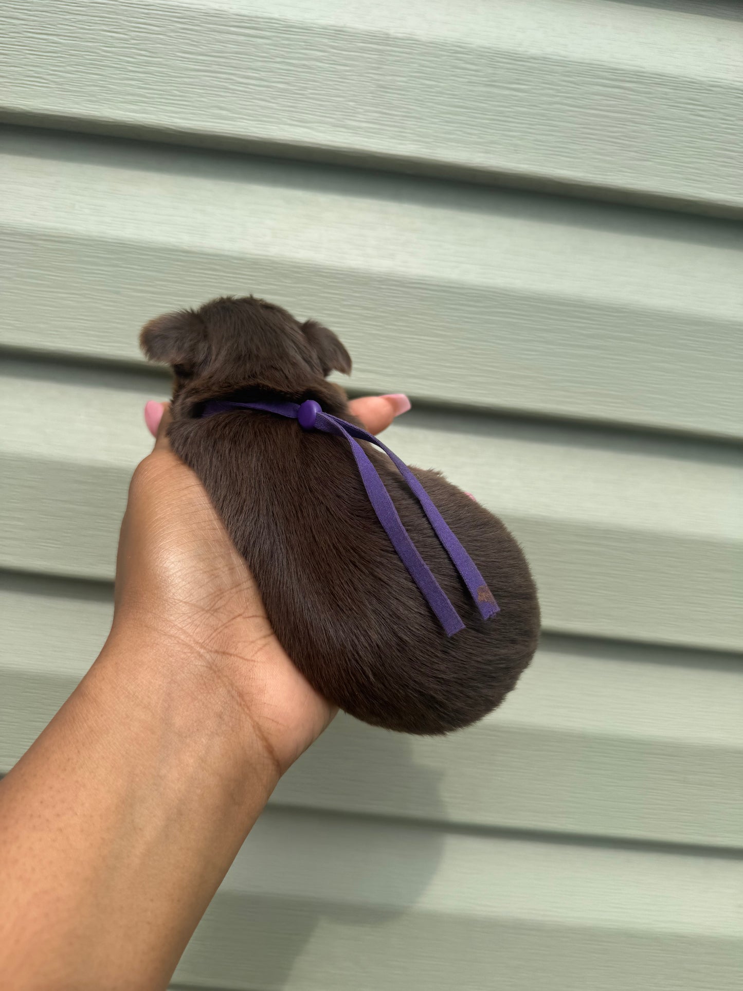 Purple Girl
