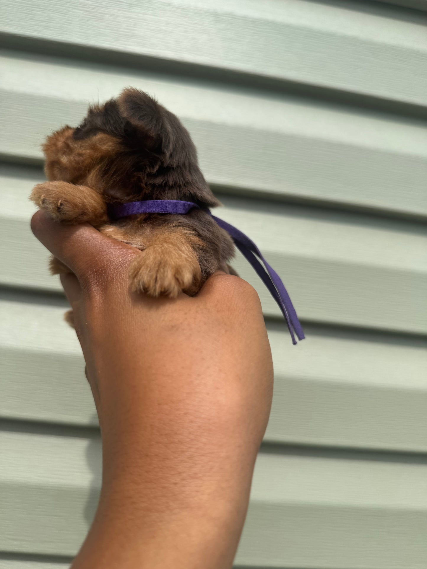Purple Girl
