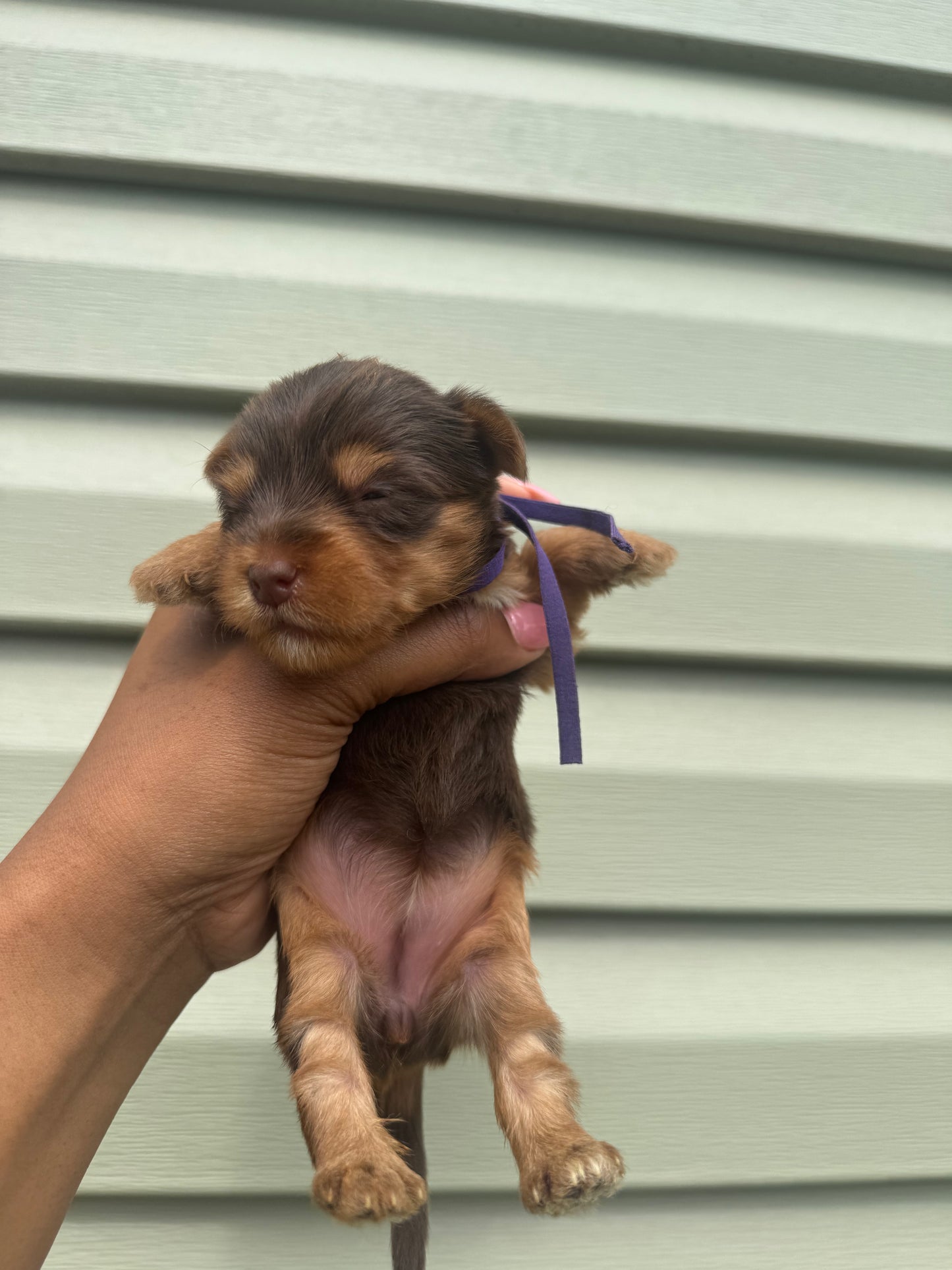 Purple Girl