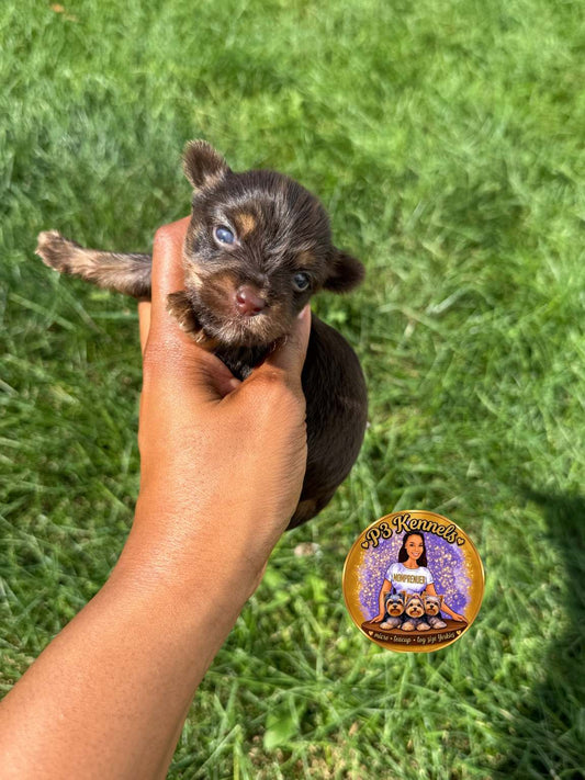 Mocha