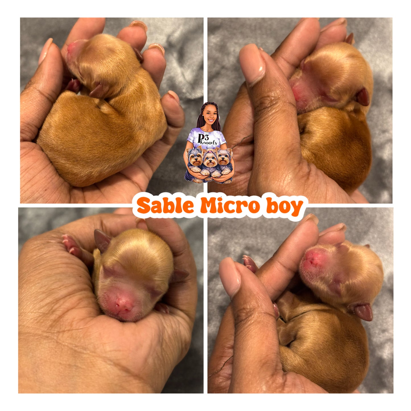 Sable Micro Boy(SOLD OUT)