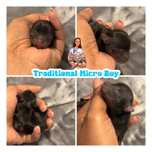 Traditional Micro Boy