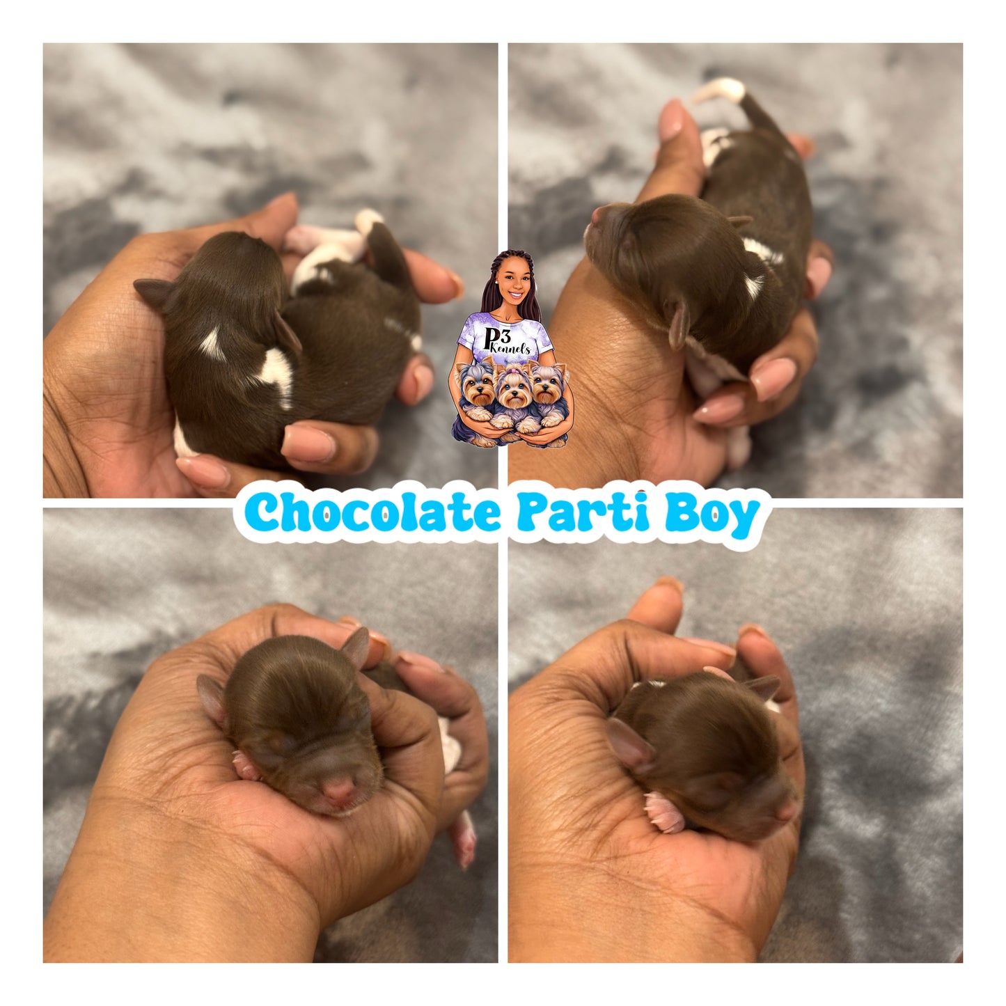 Chocolate Parti Boy