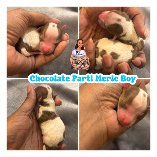 Chocolate Parti Merle Boy