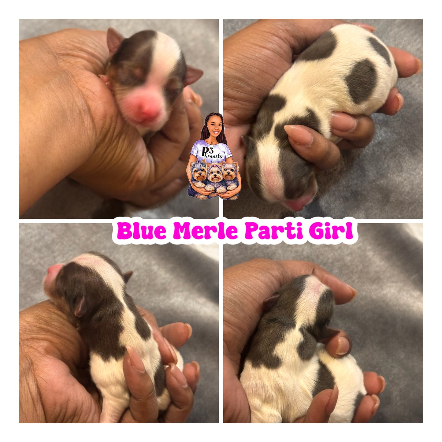 Blue Merle Parti Girl