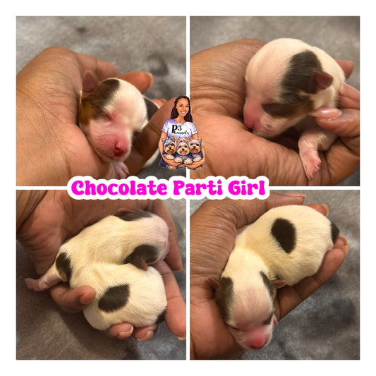 Chocolate Parti Girl