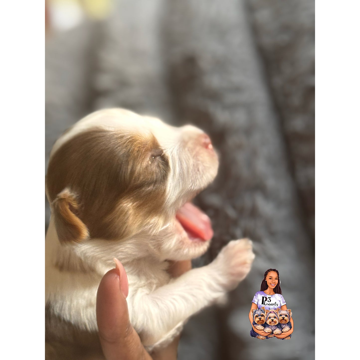 Chocolate Parti Merle Boy