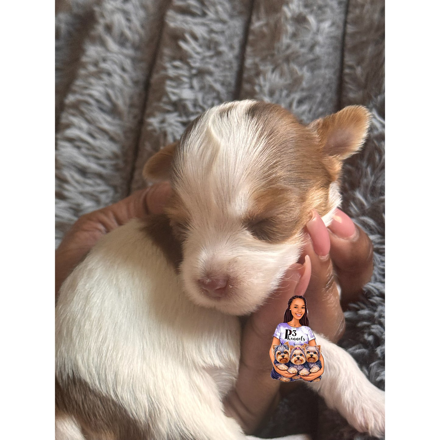 Chocolate Parti Merle Boy