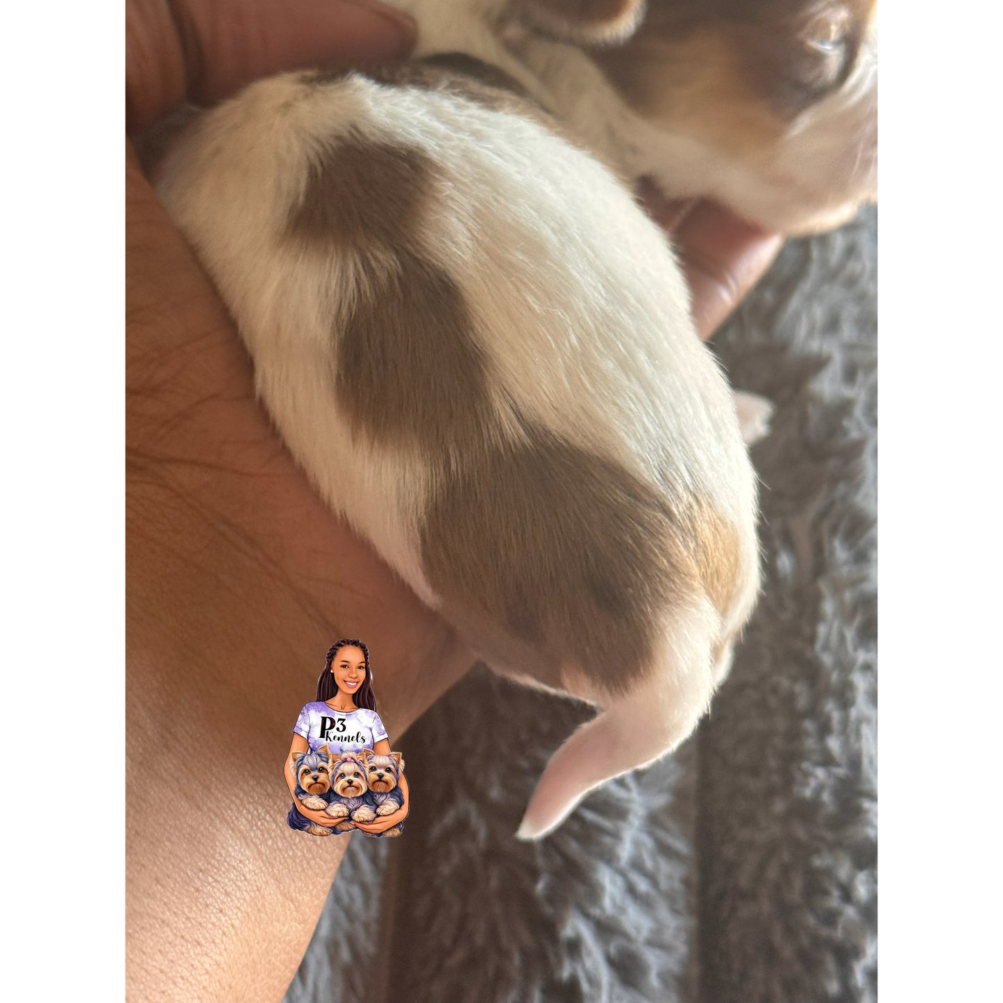 Chocolate Parti Merle Boy