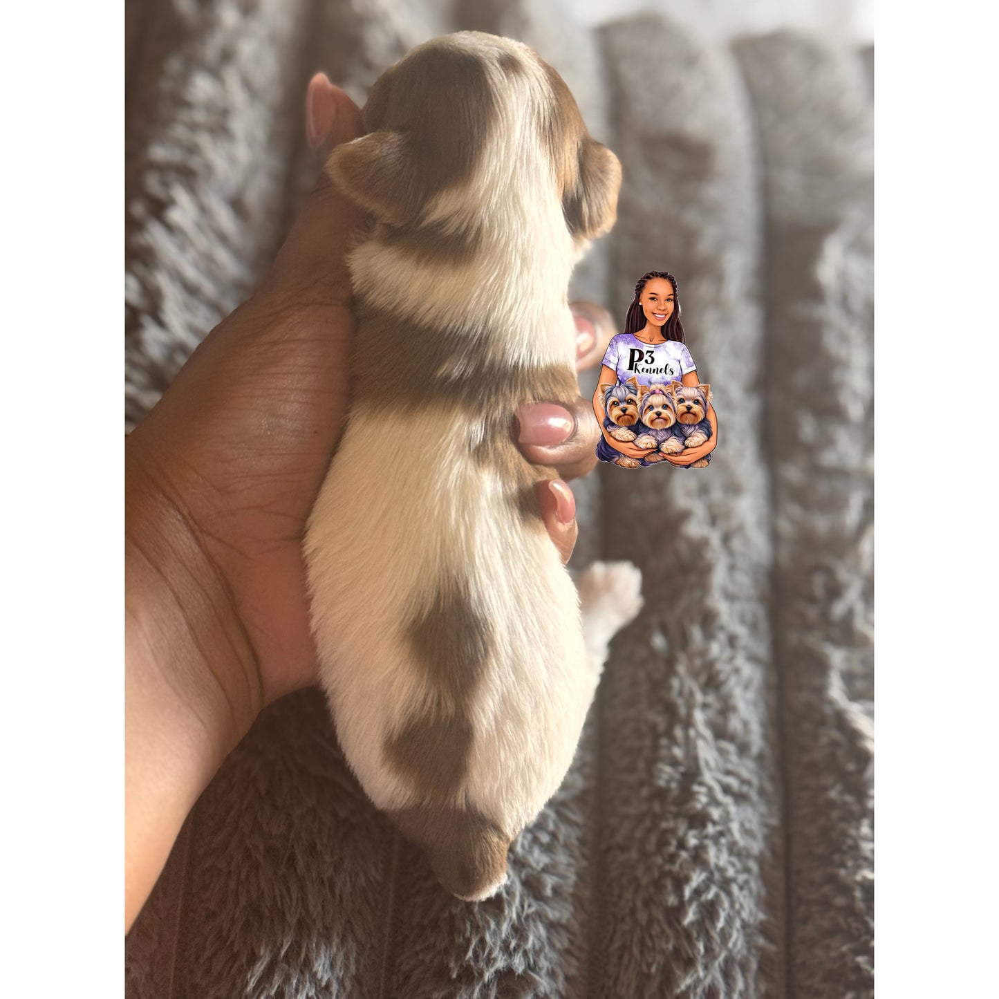 Chocolate Parti Merle Boy