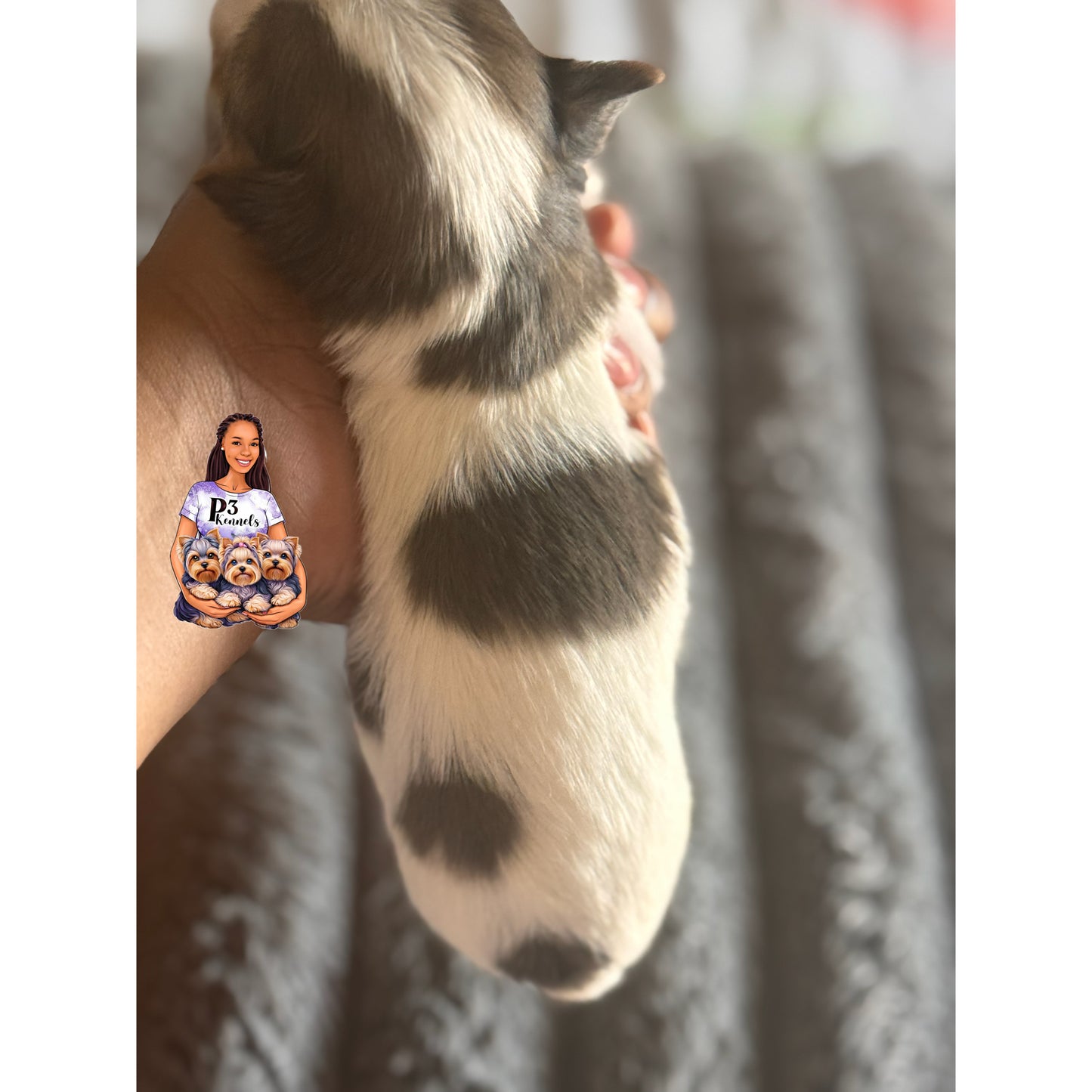 Blue Merle Parti Girl