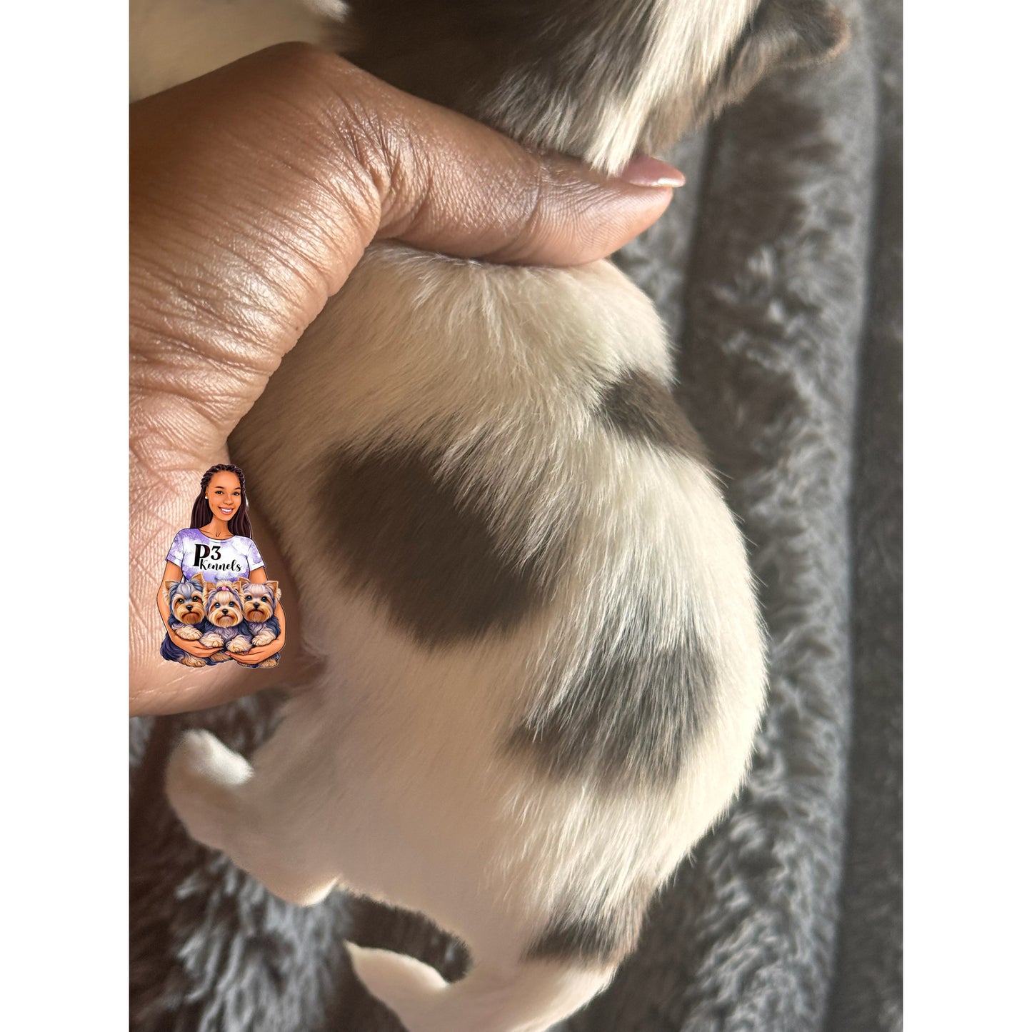 Blue Merle Parti Girl