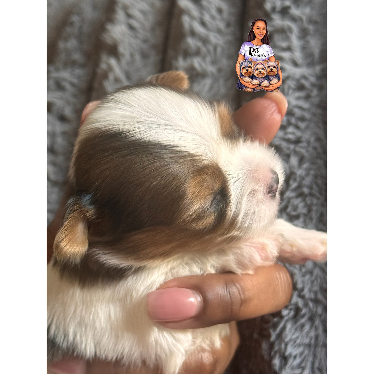 Blue Merle Parti Girl