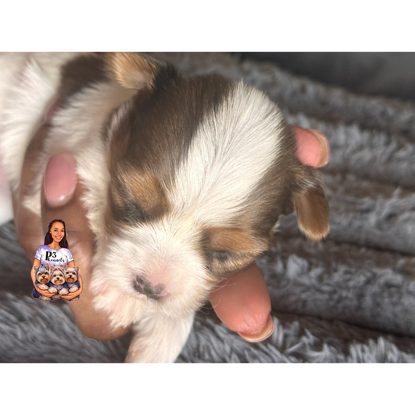 Blue Merle Parti Girl