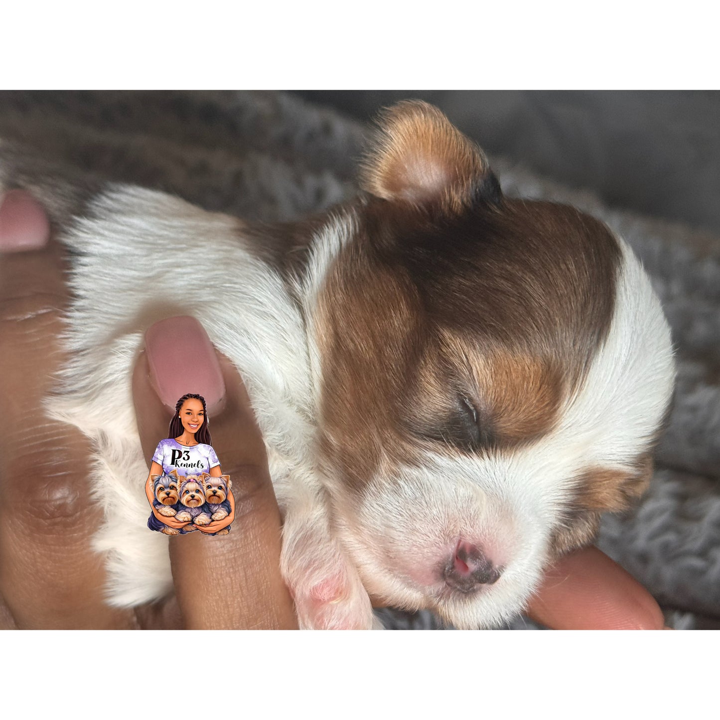 Blue Merle Parti Girl