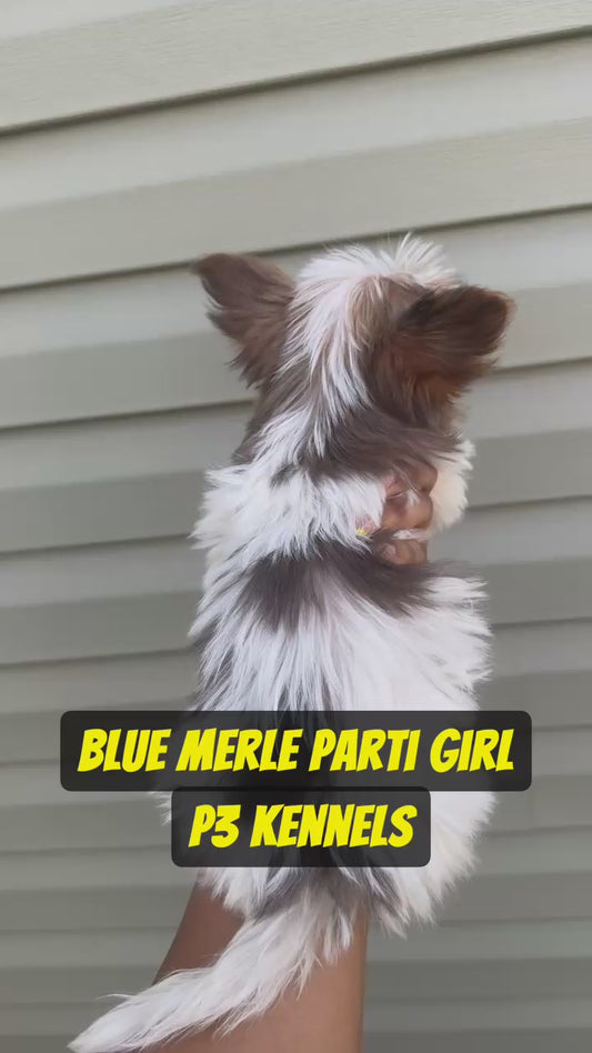 Blue Merle Parti Girl(SUPER DISCOUNT)